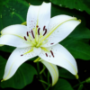 Белая лилия