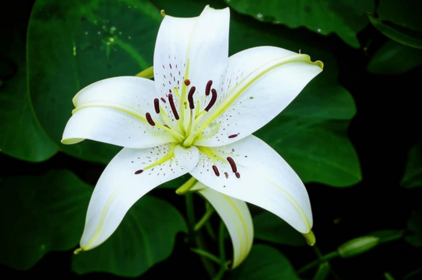 Белая лилия