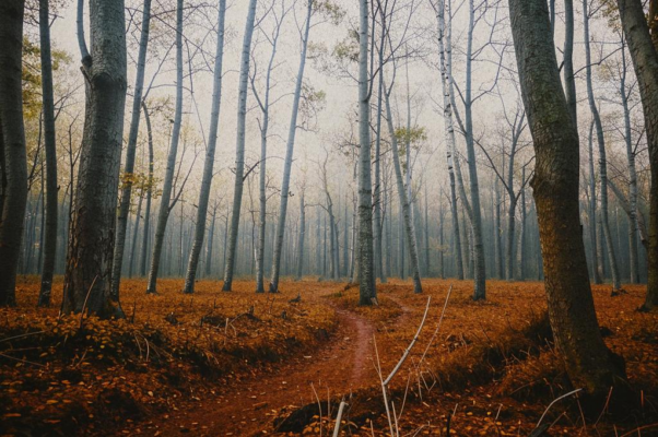 В лесу осеннем