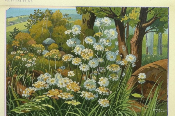 Маргаритки