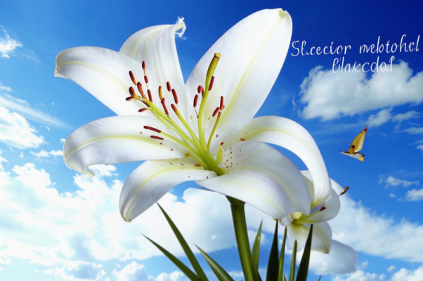 Эго-рондола