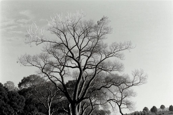 «Деревья надышали небо...»