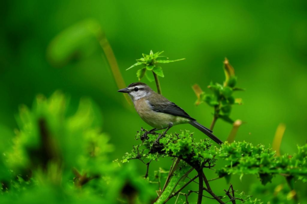 «Обнаружь меня! — сказала птица...»