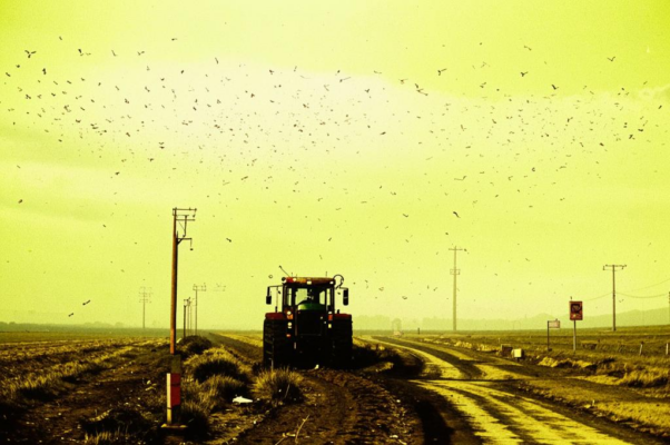 Родине («Иду, столбы считаю…»)