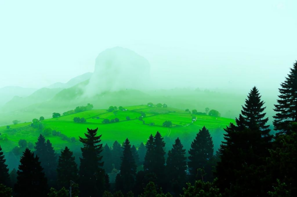 Сосны («Б. М. Гаспаров…»)