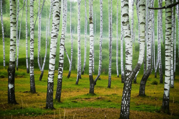 «Я бы в лес убежал...»