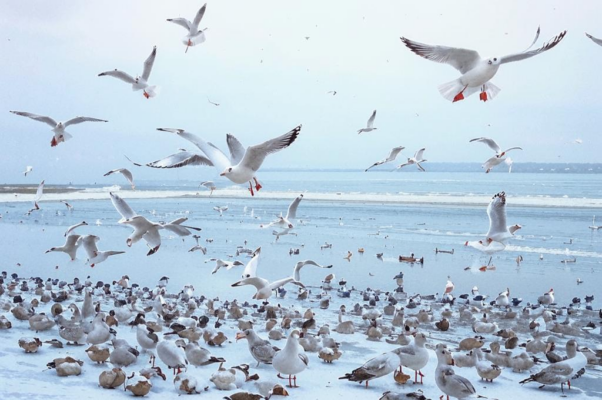 Военно-морская база в Майдзуре