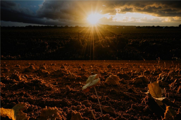 Гроза («Грянул гром радостный, и закружилися листья и пыль…»)