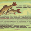 «Жестокие пословицы Руси...»