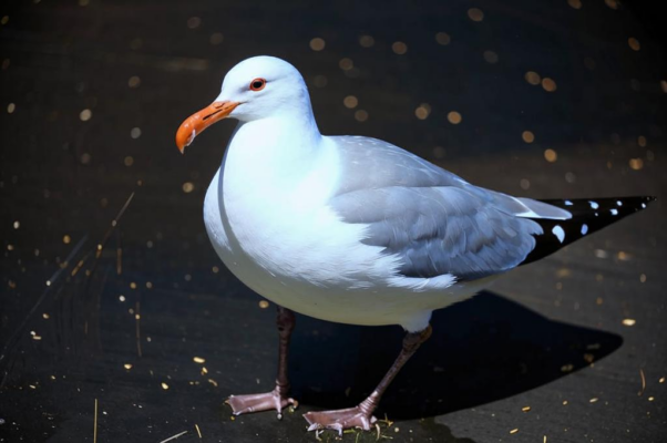 Грязная чайка