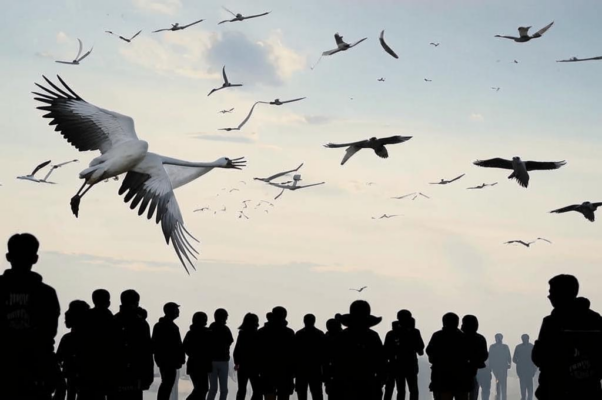 Журавли («Летят над нами журавли…»)