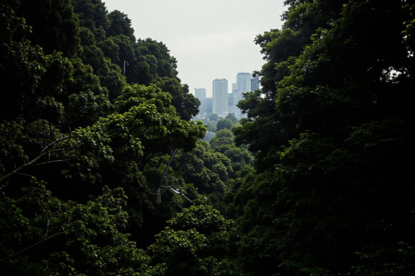 Пурга над асфальтом