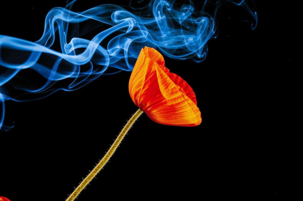 «Алый мак на жёлтом стебле...»