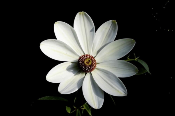 «Белый мой цветок, таинственно-прекрасный...»