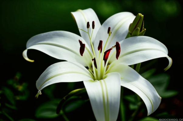 «Мой ландыш белый вянет...»