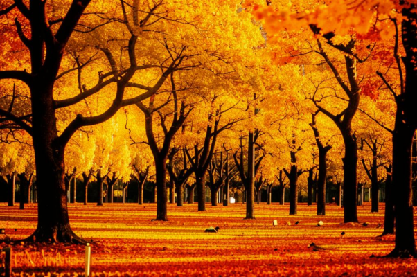 «Деревья отпустили всю листву...»