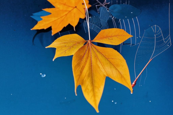 «Лист желтый на небе не желтом...»