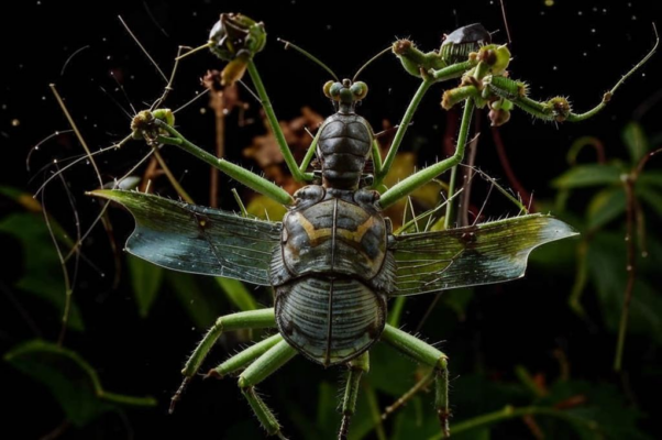 «О! В этих элегиях много чужих жуков...»