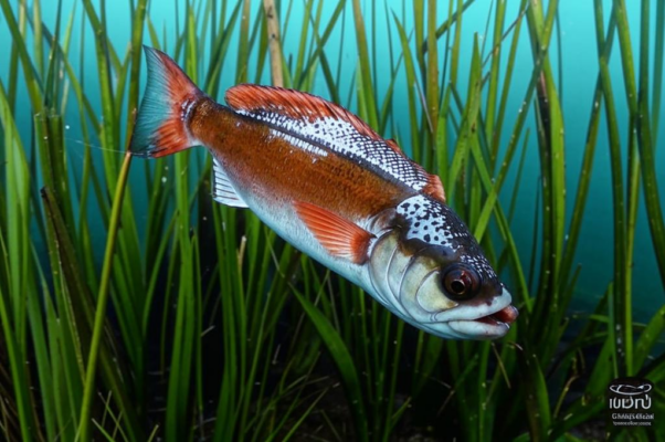 «Речная дельта...»