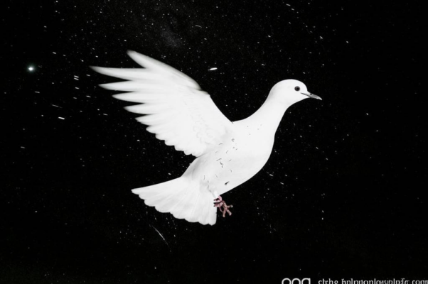 «Уменьшаясь, плыли птицы...»