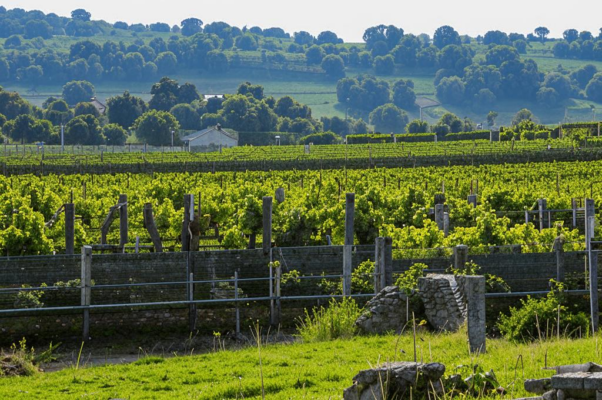 «Бог-Виноградарь...»