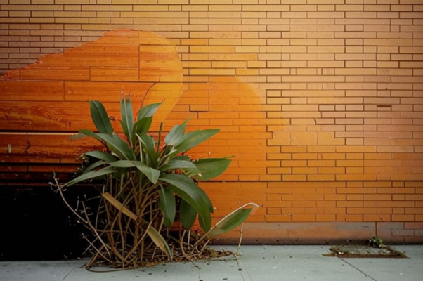 «Жизнь — ты куст иван-чая...»