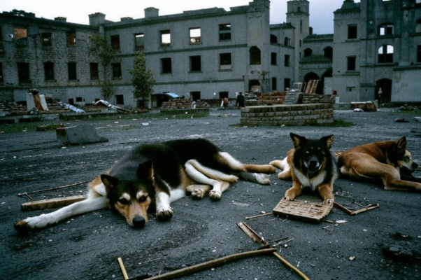 «Собаки Грозного...»