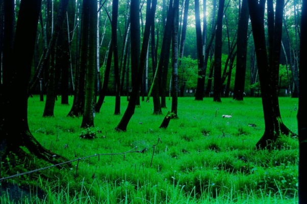 «Я ненавижу лес. Зеленомассой розг...»