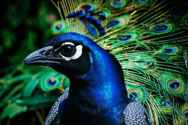 Коршун в павлиньих перьях