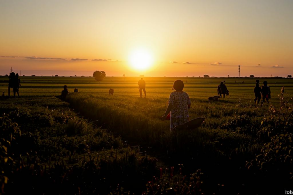 Утро в деревне