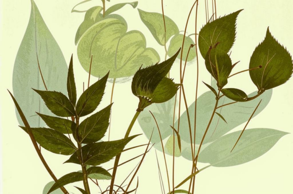 1914 («Я в детстве боялся растений…»)