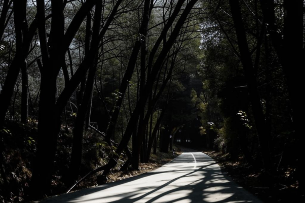 «И эту тень я проводил в дорогу...»