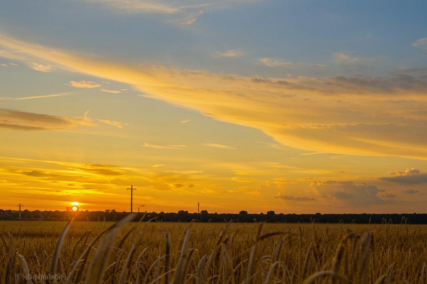 «На полоски несжатого хлеба...»