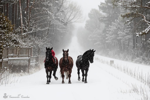 В дороге («Воет, воет вьюга в поле…»)