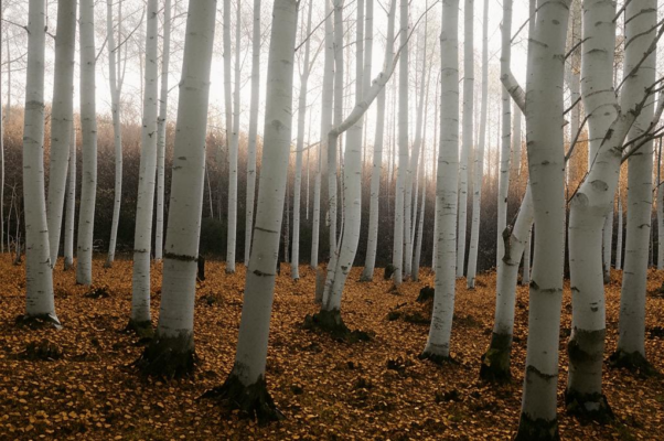 Зима в лесу