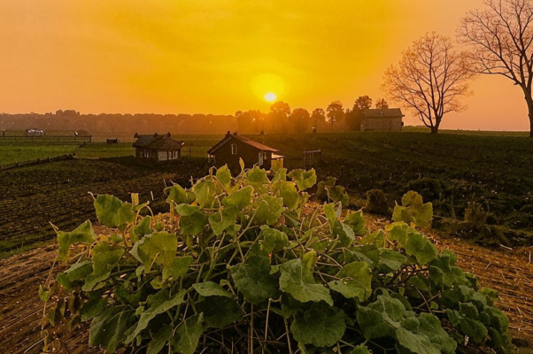 «День пригреет — возле дома...»