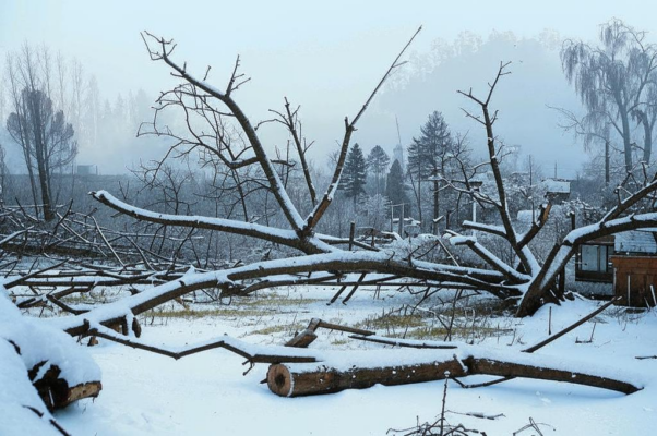 «Перед войной, как будто в знак беды...»