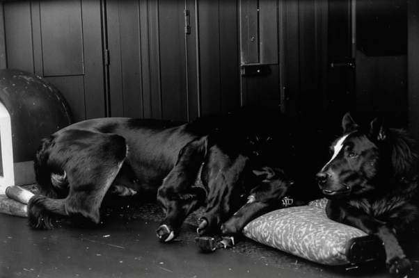 «Тревожно-грустное ржанье коня…»