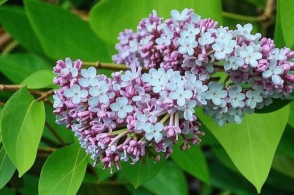 «Все сроки кратки в этом мире...»
