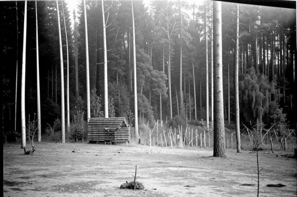 Ноябрь («В лесу заметней стала елка…»)