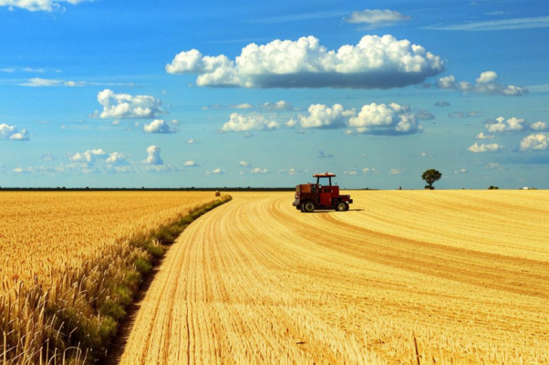 «Рожь, рожь... Дорога полевая...»