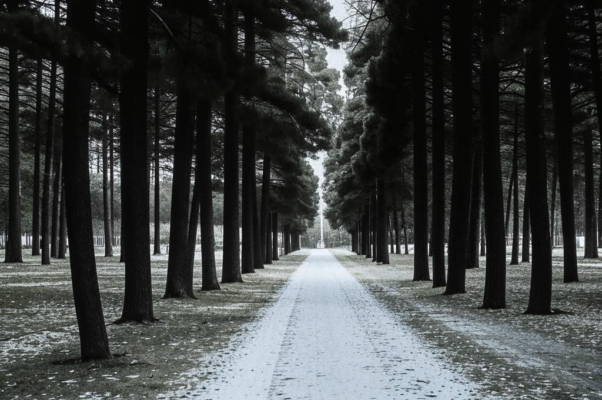 «Как неприютно этим соснам в парке…»