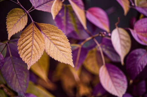 «Листва отпылала, / опала, и запахом поздним...»