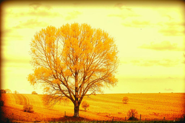 «В златые саваны деревья облеклись...»