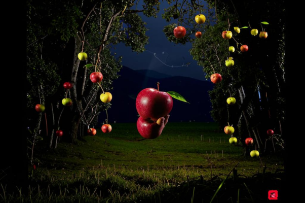 Яблоки («Спать и слышать яблока падень…»)