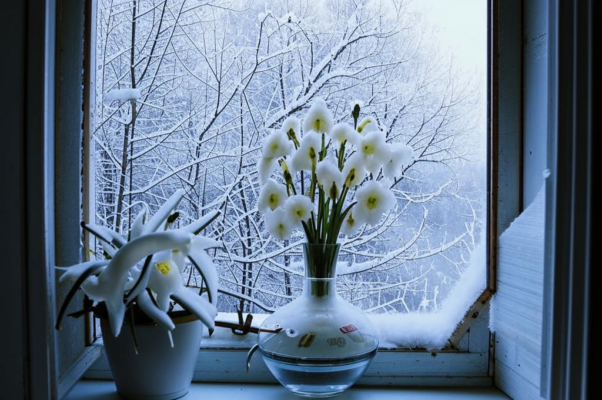 Снежные цветы