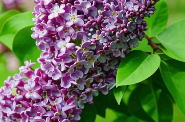 «Муха шпанская сидела...»