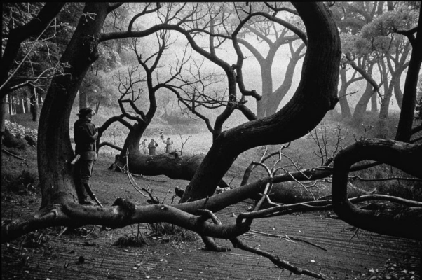 «То древний лес. Дуб мощный своенравно...»