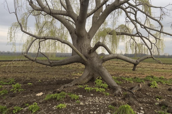 «О друг, ты жизнь влачишь, без пользы увядая...»