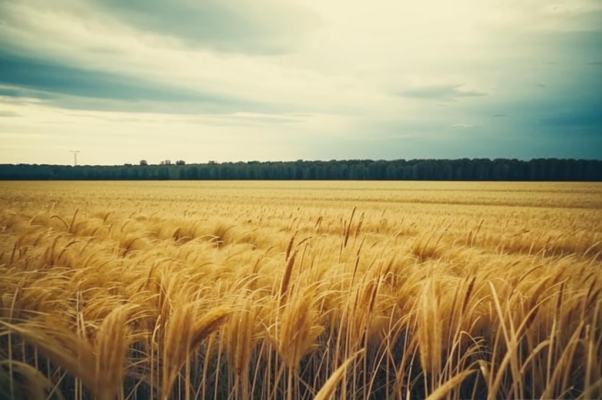 «Уж ты нива моя, нивушка...»